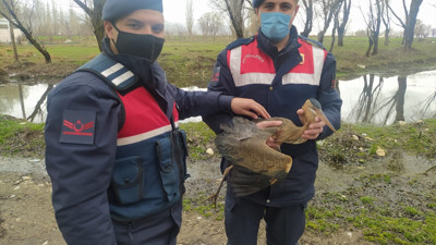 Jandarma ağaca takılan kuşu kurtardı