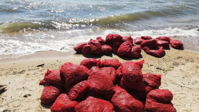 Kaçak midyeye 449 bin lira ceza