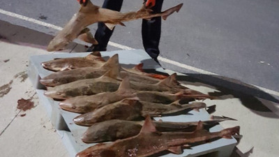 8 tane camgöz köpek balığına el konuldu