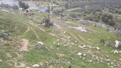 AKP'li Bozdoğan Belediyesi TOKİ için 200 zeytin ağacını kesti. Hiç mi vicdanınız sızlamadı