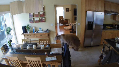 Aç kalan ayı eve girdi. Göz göze gelince arkasına bile bakmadan kaçtı