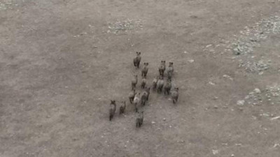 Domuz sürüsü drone ile görüntülendi