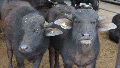 Sivas'ta 50 damızlık manda kurayla verildi