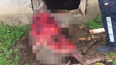 Kapıyı parçalayan ayı köylünün eşeğini yedi. Çaresizliğin fotoğrafı