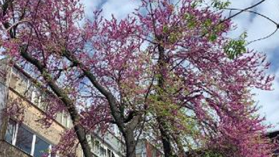 134 yıllık erguvan ağacını mahalleli kurtardı