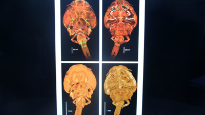 İlk kez görüldü ve öldürücü! Adını da Adana koydular