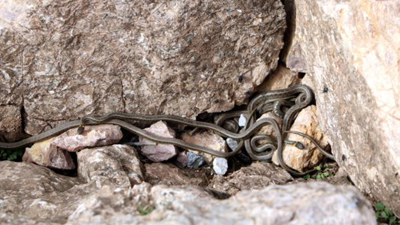Kayaların altından sürüler halinde çıkıyorlar. Evlere bile girmeye çalışacaklar