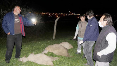 Siyanür davasında karar çıktı. Hayvanlar telef olmuştu