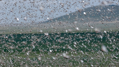 Yeni tehlike kapıda sayıları hızla artıyor. Askeri helikopterle müdahale edilecek