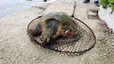 Silahla vurulan caretta caretta için zamanla yarıştılar