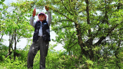 Dağ tepe dolaşıp ağaçları aşılıyor