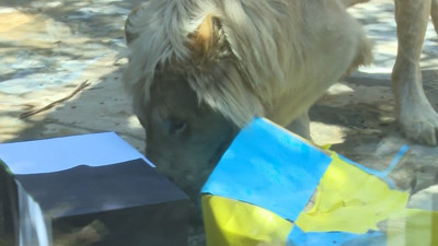 Kahin Aslan Süper Lig'in şampiyonunu açıkladı. ABD'de kimin başkan olacağını bilmişti