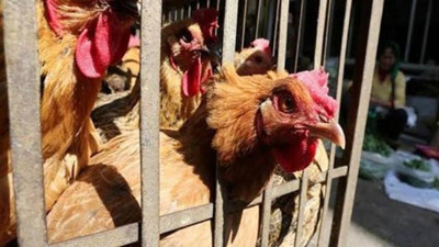 Kümese sakladığı 239 bin lirası çalındı