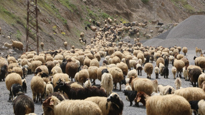 Hakkari'de koyunların yayla göçü