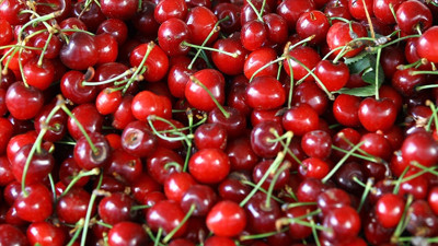 Türk kirazı 62 ülkede ağızları tatlandırdı