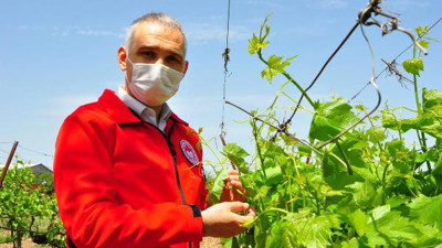 Üzümden sonra Manisa yaprağı ihracatı