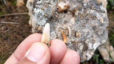 Dağlık alanda 72 milyon yıllık balık fosilleri bulundu