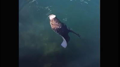 Dip balığı insanlara bir şey anlatmaya çalışıyor. Marmara’da neler oluyor. Kum üstünde yaşayan balıklar yüzeye çıktı