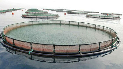 Kilometrelerce sahili kapatacak balık çiftliklerine Danıştay kararı