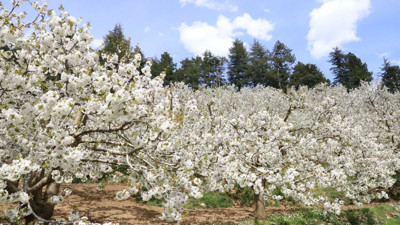 Andırın’da bembeyaz çiçekler bahar kokusu estirdi