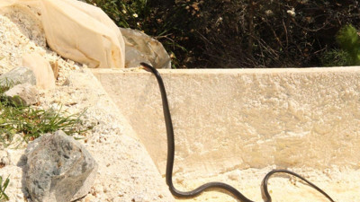 Kuşadası'nda büyük panik. Her yerden çıkmaya başladılar