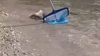 Balon balıkları bu kez de Kemer'de görüntülendi