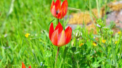 Bu çiçeği kopartan yandı. Cezası dudak uçuklatıyor