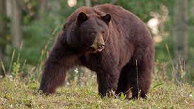 Köpeklerini gezmeye çıkaran kadını ayılar yedi. İnsan kalıntıları bulundu