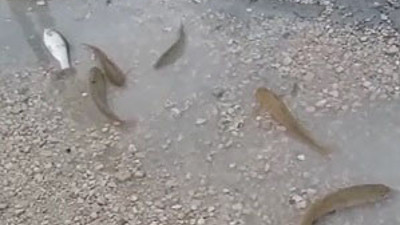 Dere taştı, balıklar yola sıçradı