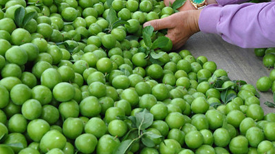 Papaz eriğinin hasadı başladı ama kimse yiyemeyecek