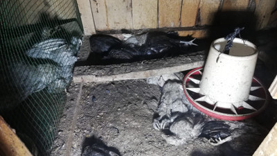 Kümeste çıkan yangında 100 tavuk ile 150 civciv telef oldu