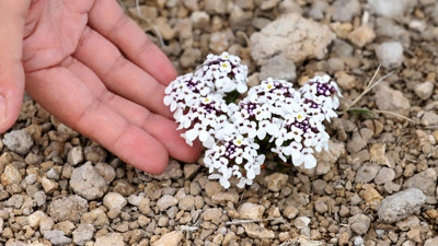 Tuz beğendi ve acı düğü çiçeği açtı. Müjdeli haber geldi
