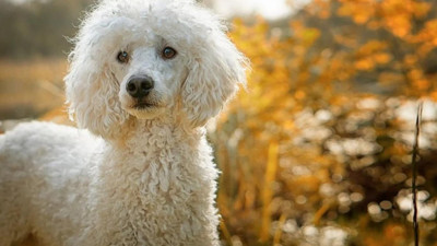 10 milyon TL çalan kadını kanişi ele verdi. Öldüğü sanılıyordu