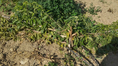 Mersin'de nektari şeftali ağaçlarına domuz saldırısı