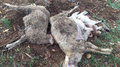 Ağıla giren kurtlar 10 kuzu ve 4 koyunu öldürdü