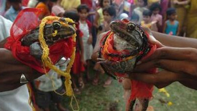Garip bir evlilik! Yağmur yağsın diye 2 kurbağayı törenle evlendirdiler