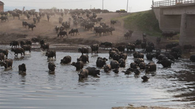 Balıkesir Ovası'ndaki görüntüler belgeselleri aratmadı