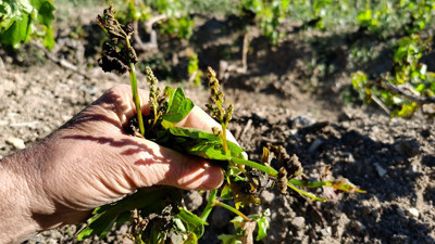 Erzincan'da zirai don üzüm bağlarına zarar verdi