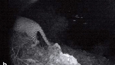 Anadolu parsı Cudi Dağı eteklerinde fotokapanlarla görüntülendi. Neslinin tükendiği düşünülüyordu