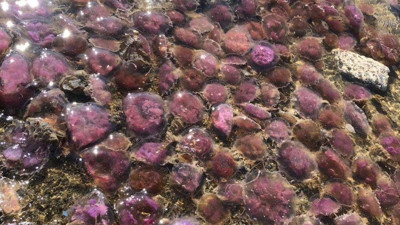 Akdeniz'de binlercesi sahile vurdu. Görenler şaşkına döndü sakın dokunmayın