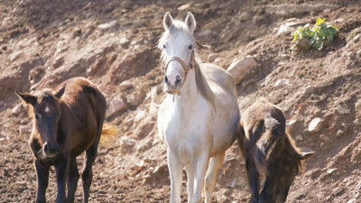 Sırra kadem basan atlarla ilgili bomba iddia. Çileleri bitmek bilmiyor