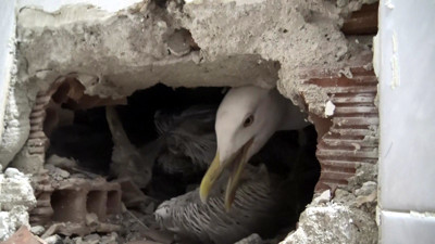 4 gündür aç susuz yaşadı. Ölüm emrini ev sahibi verdi kiracısı kurtardı