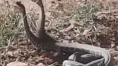 Yılanlarının dansı böyle görüntülendi