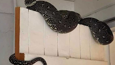 Çamaşırların arasından 3 metre uzunluğunda yılan çıktı