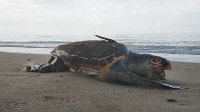Akdeniz'de ölüm tuzağı. Antalya'da deniz kaplumbağalarının neden öldüğü belli oldu