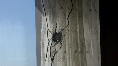 Samsun'da maganda kurşunu camı kırıp gardıroba saplandı. Bayramda dehşeti yaşadılar