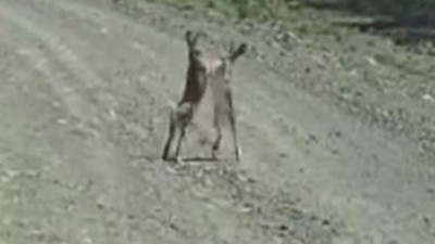 Mevzu kız meselesi. Sivas'ta 2 tavşan boksör gibi kavga etti