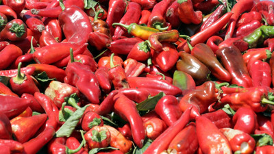 Rusya kabul etmedi. Böcekli biberler bize kaldı