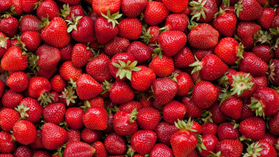 Türk çileği Rusya'ya sokulmadı. Zararlı kaşesini yedi