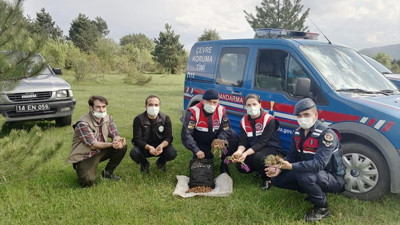 Bu soğanı toplayanlara rekor ceza. Dokunan çıra gibi yanıyor